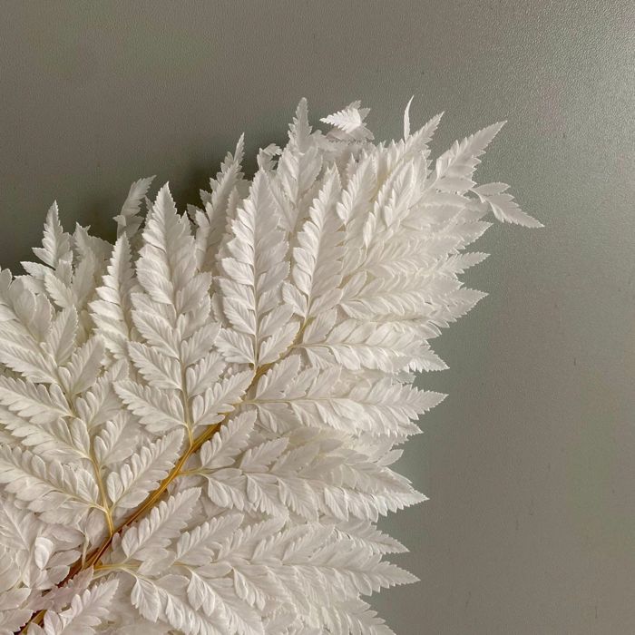 Decorative Dried Fern Leaves for Home Decoration and Floral Arrangements, 13.5 Inches