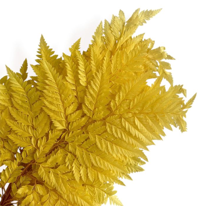 Decorative Dried Fern Leaves for Home Decoration and Floral Arrangements, 13.5 Inches