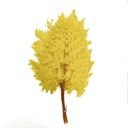 Yellow Decorative Dried Fern Leaves for Home Decoration and Floral Arrangements, 13.5 Inches