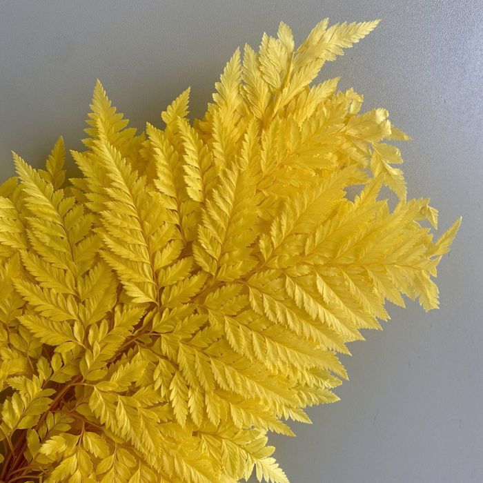 Decorative Dried Fern Leaves for Home Decoration and Floral Arrangements, 13.5 Inches