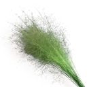 Green Decorative Dried Wispy Grass Stems for Home Decoration and Floral Arrangements, 17 Inches