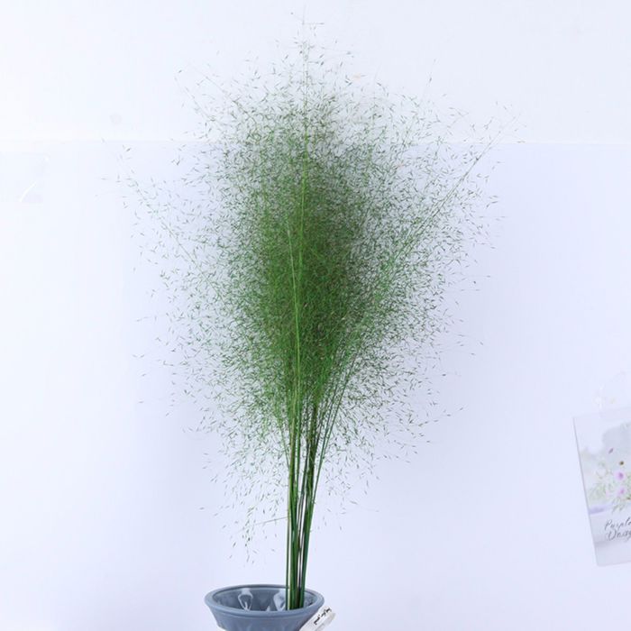 Decorative Dried Wispy Grass Stems for Home Decoration and Floral Arrangements, 17 Inches