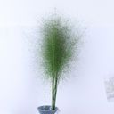 Green Decorative Dried Wispy Grass Stems for Home Decoration and Floral Arrangements, 17 Inches