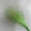 Green Decorative Dried Wispy Grass Stems for Home Decoration and Floral Arrangements, 17 Inches