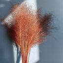 Orange Decorative Dried Wispy Grass Stems for Home Decoration and Floral Arrangements, 17 Inches