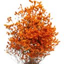 Orange Decorative Mixed Dried Flower Bouquet for Home Decoration and Arrangements, 17.7 Inches