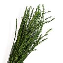 Green Decorative Dried Greenery Stems for Home Decoration and Floral Arrangements, 17.7 Inches