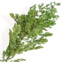 Green Decorative Dried Fine Leaf Stems for Home Decoration and Floral Arrangements, 17.7 Inches