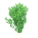 Green Decorative Dried Fine Leaf Stems for Home Decoration and Floral Arrangements, 17.7 Inches