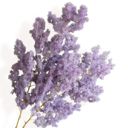 Purple Decorative Dried Fine Leaf Stems for Home Decoration and Floral Arrangements, 17.7 Inches