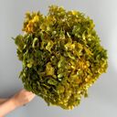 Green Decorative Dried Hydrangea Blooms for Home Decoration and Floral Arrangements, 7.8 Inches