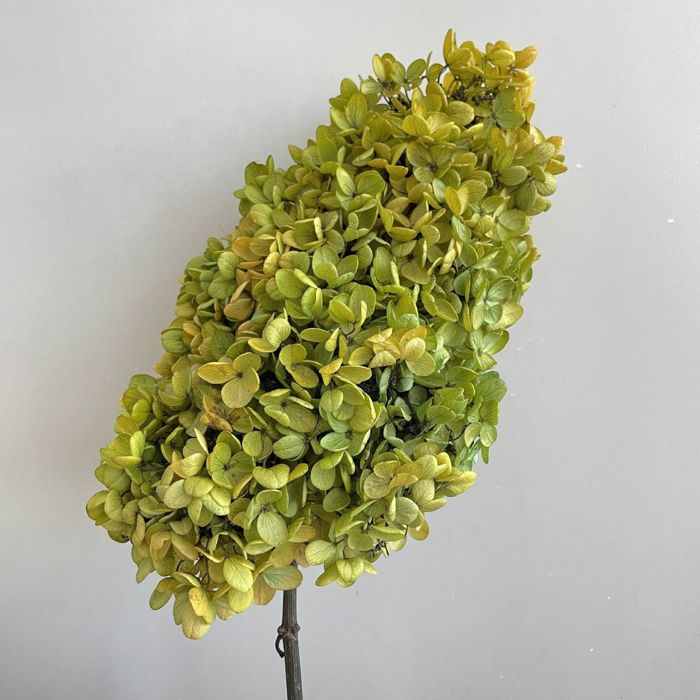 Decorative Dried Hydrangea Blooms for Home Decoration and Floral Arrangements, 7.8 Inches