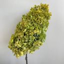 Green Decorative Dried Hydrangea Blooms for Home Decoration and Floral Arrangements, 7.8 Inches