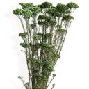 Green Decorative Dried Berry Stems for Home Decoration and Floral Arrangements, 17 Inches