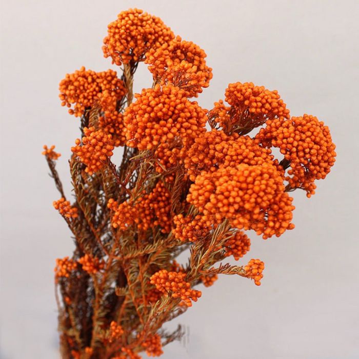 Decorative Dried Berry Stems for Home Decoration and Floral Arrangements, 17 Inches