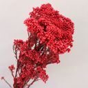 Red Decorative Dried Berry Stems for Home Decoration and Floral Arrangements, 17 Inches