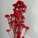 Red Decorative Dried Berry Stems for Home Decoration and Floral Arrangements, 17 Inches