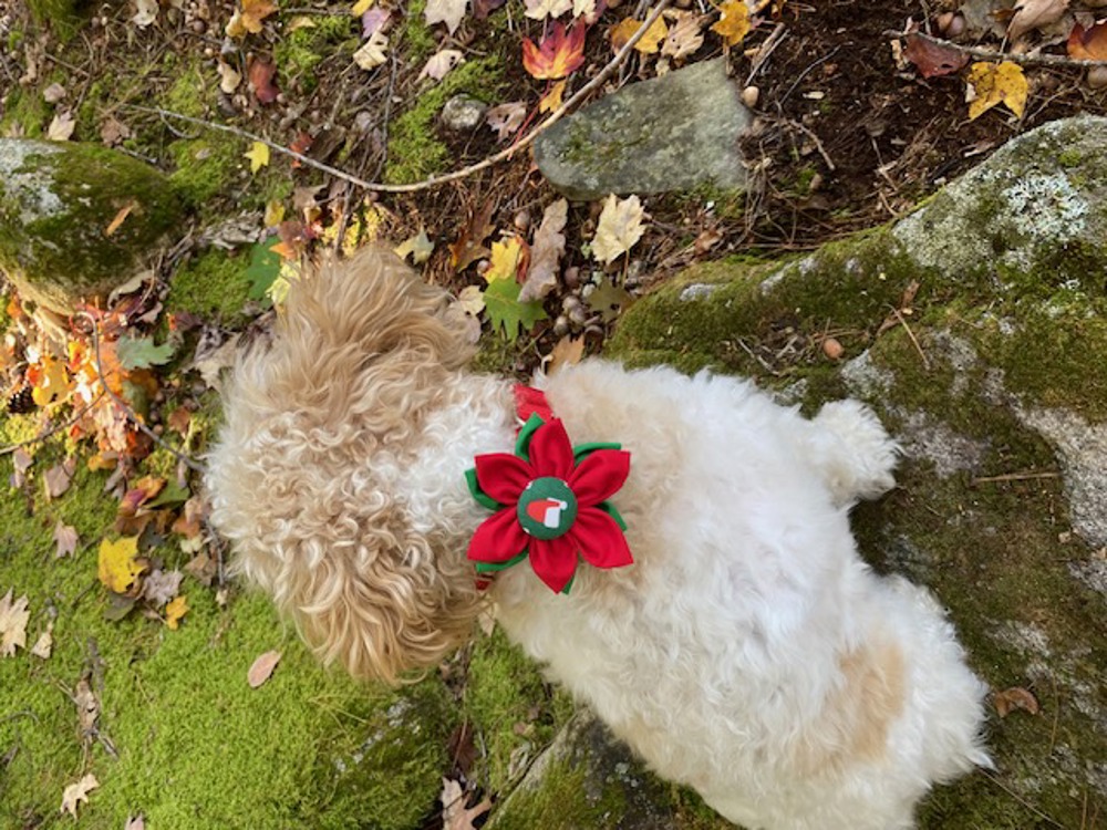 Dog Collar Accessory Flower Attachment - Santa Hat