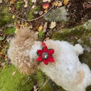  Dog Collar Accessory Flower Attachment - Santa Hat