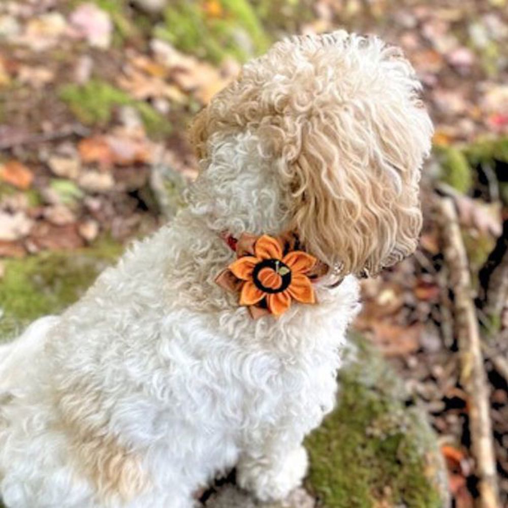 Holiday Pumpkin Flower - Dog Collar Accessory