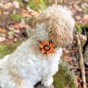  Holiday Pumpkin Flower - Dog Collar Accessory