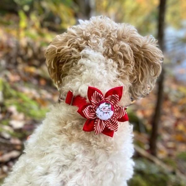 Dog Collar Accessory Flower Attachment - Santa 