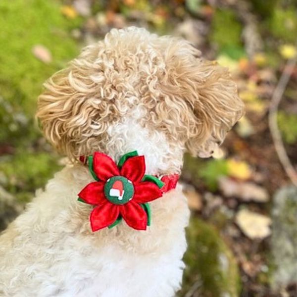 Dog Collar Accessory Flower Attachment - Santa Hat