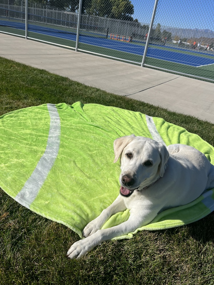 The Ball Blanket