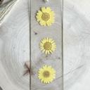  Pressed Daisy Flower Bookmark