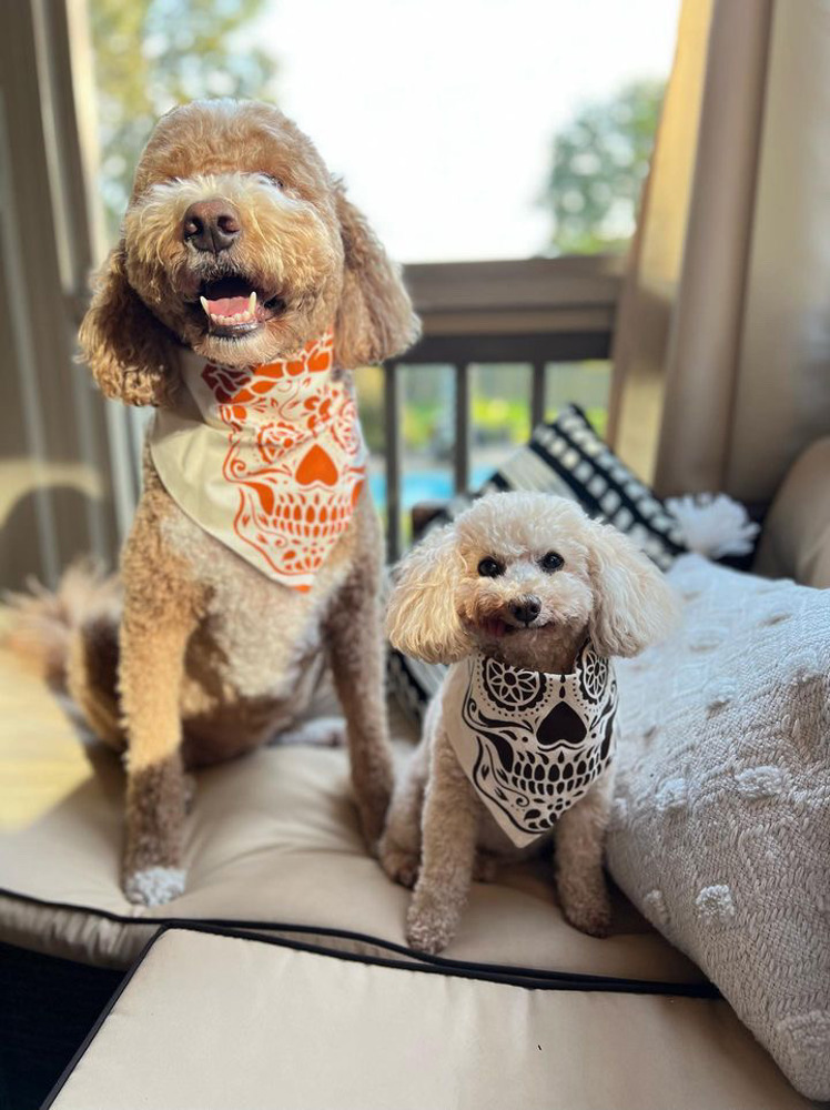 Dog bandana for Halloween | Ivory-Brown skull