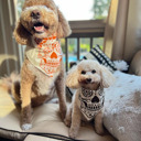  Dog bandana for Halloween | Ivory-Brown skull