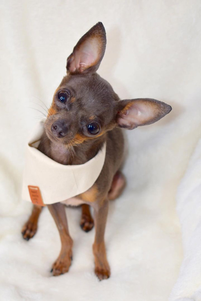 Handmade Dog Bandana | Ivory Cotton | Dog Accessories | Dog Gift | Dog Lovers |