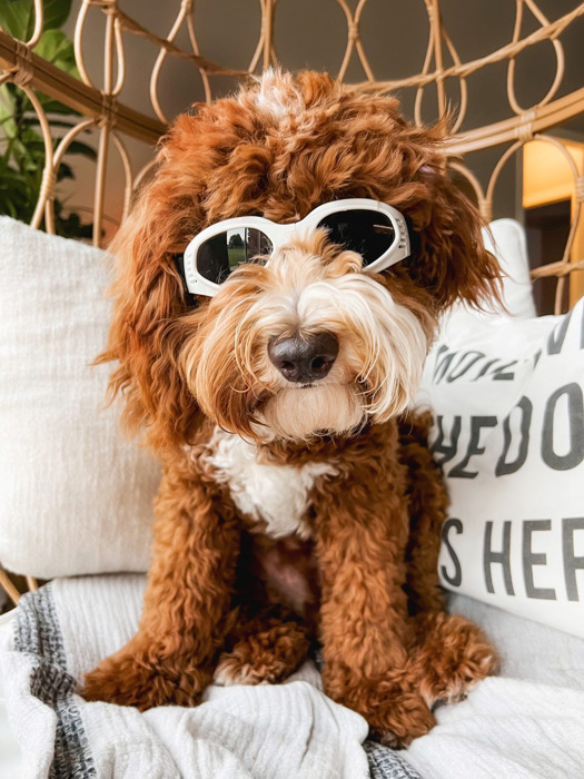 Foldable Pet Glasses - Dog Goggles  - Fashion Sunglasses Summer Sunscreen