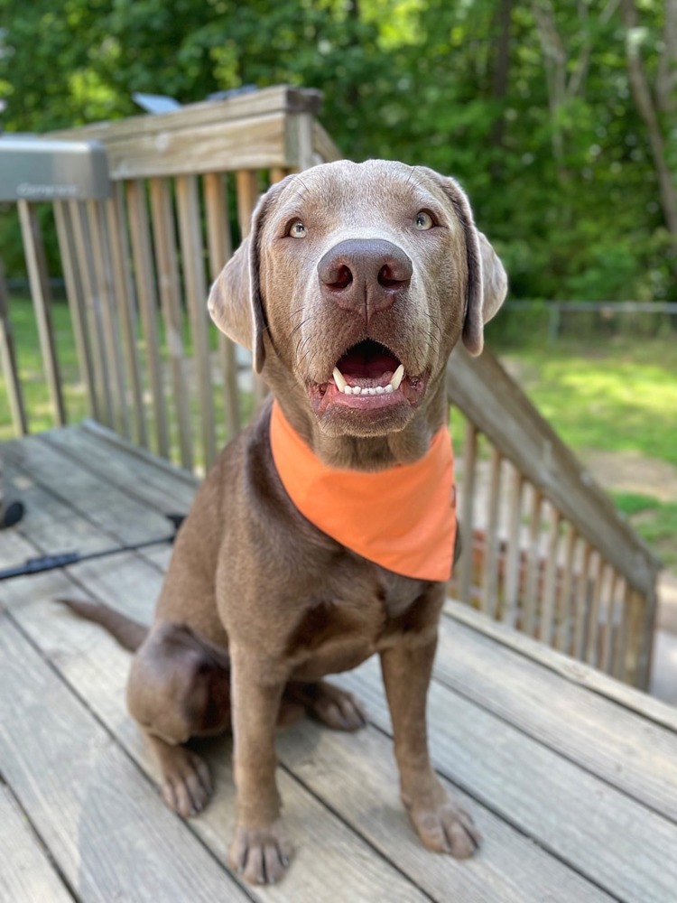 Chic Dog Bandana for the modern dog| Comfortable Dog Accessories | Orange