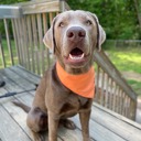  Chic Dog Bandana for the modern dog| Comfortable Dog Accessories | Orange