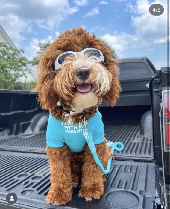 Foldable Pet Glasses - Dog Goggles  - Fashion Sunglasses Summer Sunscreen