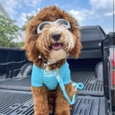 Foldable Pet Glasses - Dog Goggles  - Fashion Sunglasses Summer Sunscreen
