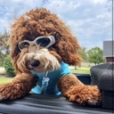  Foldable Pet Glasses - Dog Goggles  - Fashion Sunglasses Summer Sunscreen
