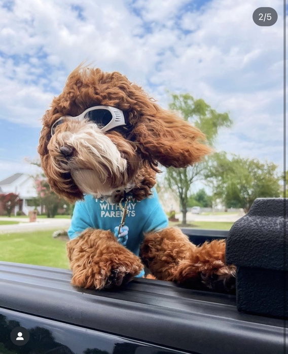 Foldable Pet Glasses - Dog Goggles  - Fashion Sunglasses Summer Sunscreen