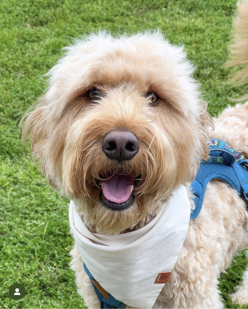 Handmade Dog Bandana | Ivory Cotton | Dog Accessories | Dog Gift | Dog Lovers |