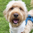  Handmade Dog Bandana | Ivory Cotton | Dog Accessories | Dog Gift | Dog Lovers |