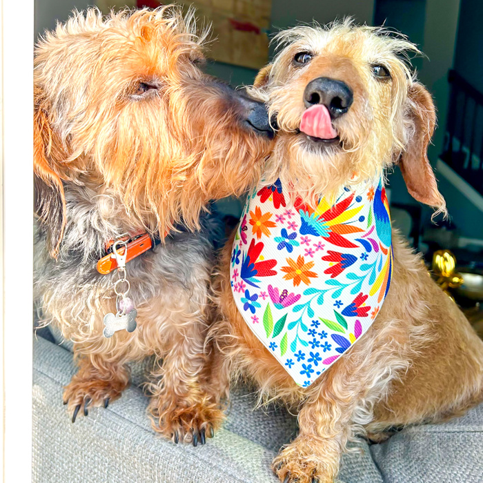 Vibrant Floral Dog Bandana 