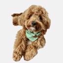  Premium Dog Accessories, Dog bandana | Made in USA | Handmade | SAGE