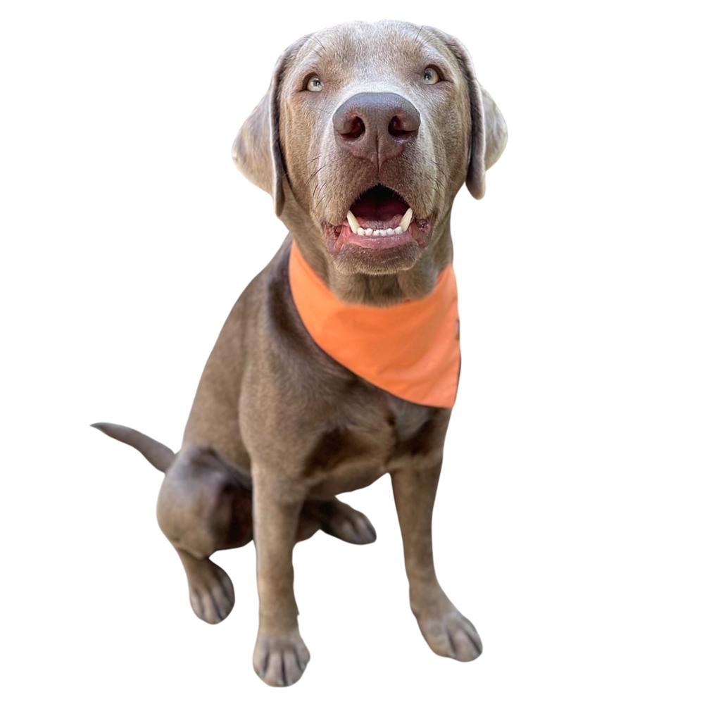 Chic Dog Bandana for the modern dog| Comfortable Dog Accessories | Orange