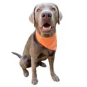  Chic Dog Bandana for the modern dog| Comfortable Dog Accessories | Orange