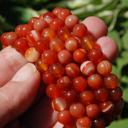  5pcs Natural Red Agate 8mm 6.7" Crystal Healing Stretch Bracelet