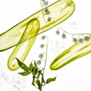 Lily of the Valley Touchland Glove and Gentle Mist Hand Sanitizers