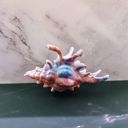  Realistic Conch Shell Hair Claw in Mermaid Colors | Claw Clip Hair Accessories