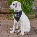 WTF - Where's The Food? Pet Bandana in Black Cute Dog Pet Bandanas with Funny Sayings - Dog Lover Cat Lover Cute Stocking Stuffer Gift