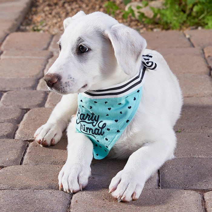 Cute Dog Pet Bandanas with Funny Sayings - Dog Lover Cat Lover Cute Stocking Stuffer Gift